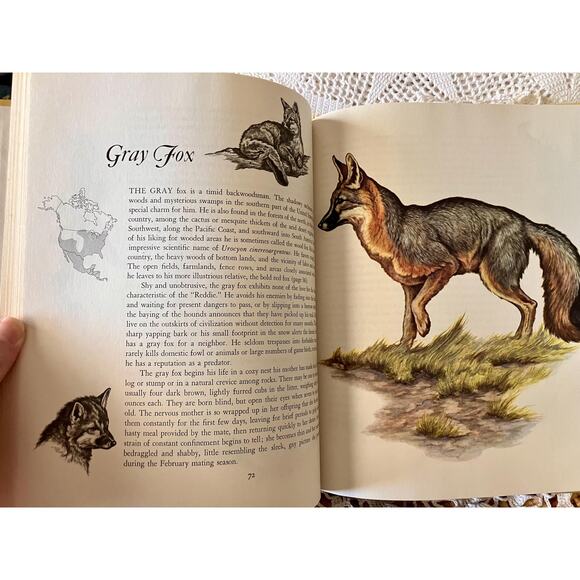 Vintage 1966, Album of North American Animals, Illustrated by Clark Bronson - Picture 5 of 7